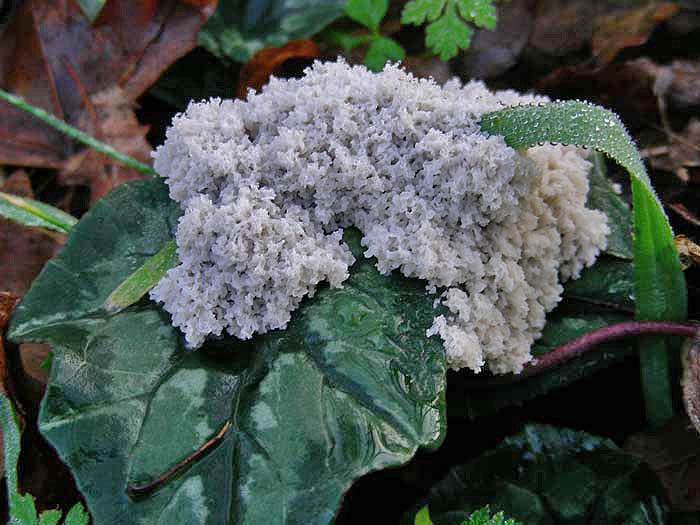 Mucilago crustacea P. Micheli ex F.H. Wigg.(PROVA)